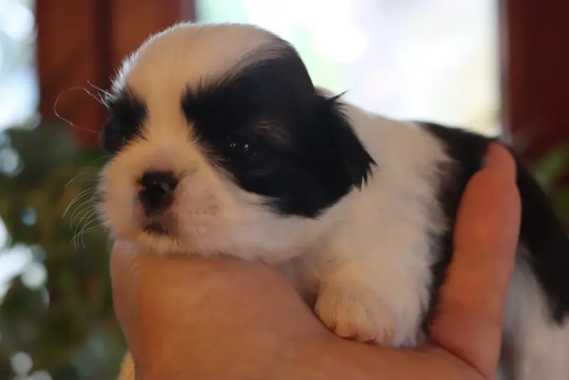 Portée de Shih tzu, élevage De la Ferme des Mottes