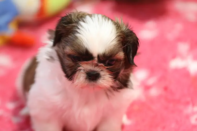 Portée de Shih tzu, élevage De la Ferme des Mottes