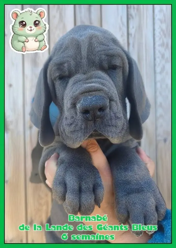 Portée de Dogue allemand, élevage De la Lande des Geants Bleus
