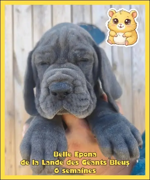Belle Epona, Dogue allemand, élevage De la Lande des Geants Bleus
