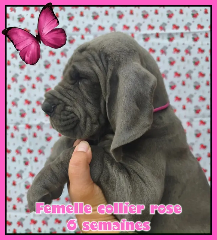 Portée de Dogue allemand, élevage De la Lande des Geants Bleus