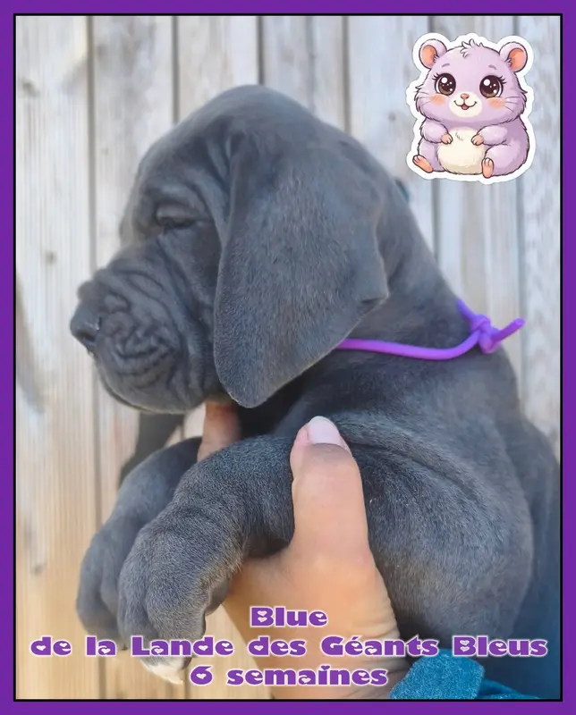 Portée de Dogue allemand, élevage De la Lande des Geants Bleus