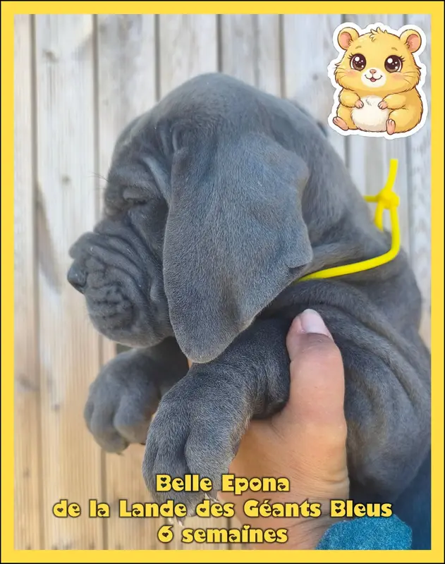 Portée de Dogue allemand, élevage De la Lande des Geants Bleus