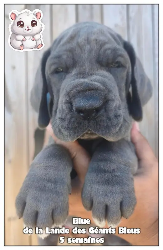 Blue, Dogue allemand, élevage De la Lande des Geants Bleus