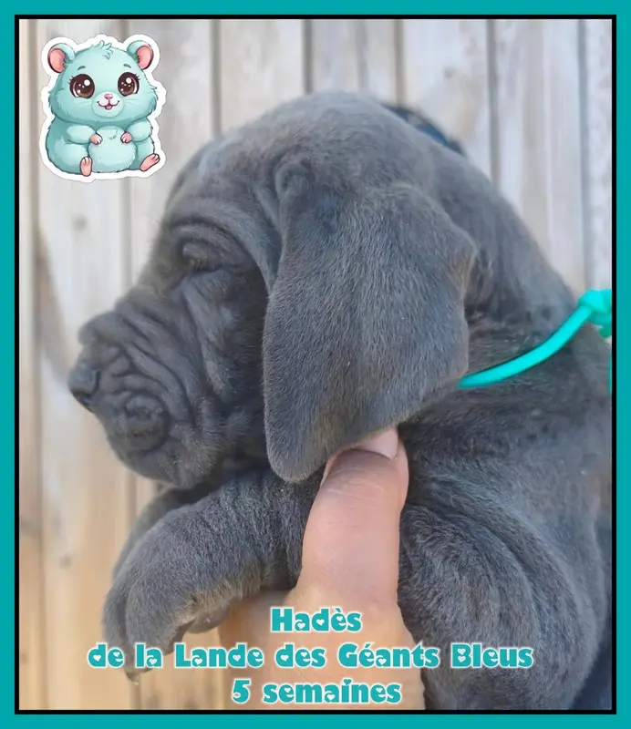 Portée de Dogue allemand, élevage De la Lande des Geants Bleus