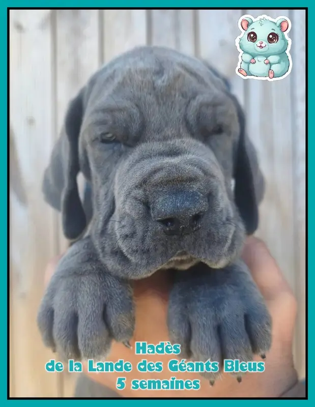 Hadès, Dogue allemand, élevage De la Lande des Geants Bleus