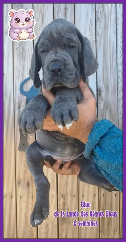 Portée de Dogue allemand, élevage De la Lande des Geants Bleus