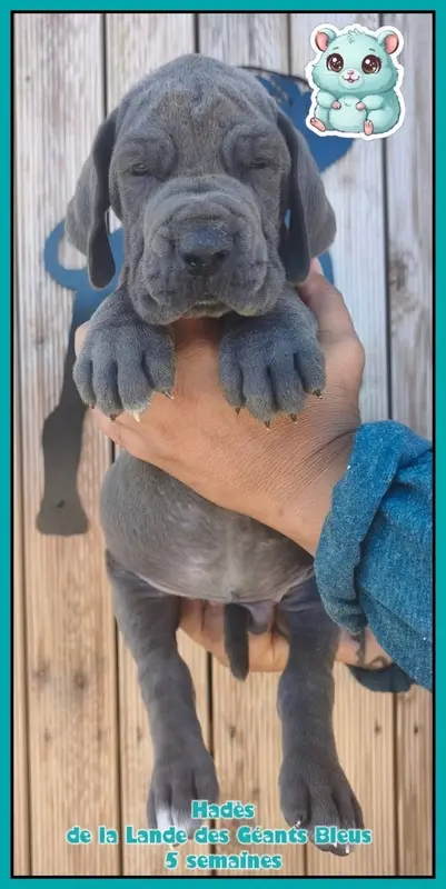 Portée de Dogue allemand, élevage De la Lande des Geants Bleus