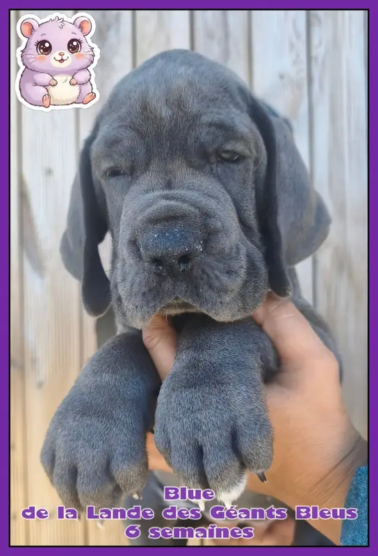 Blue, Dogue allemand, élevage De la Lande des Geants Bleus