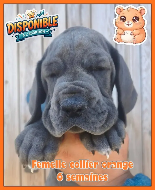 Femelle collier orange, Dogue allemand, élevage De la Lande des Geants Bleus