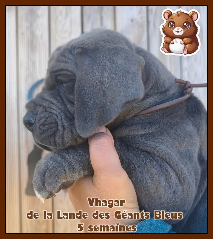 Portée de Dogue allemand, élevage De la Lande des Geants Bleus