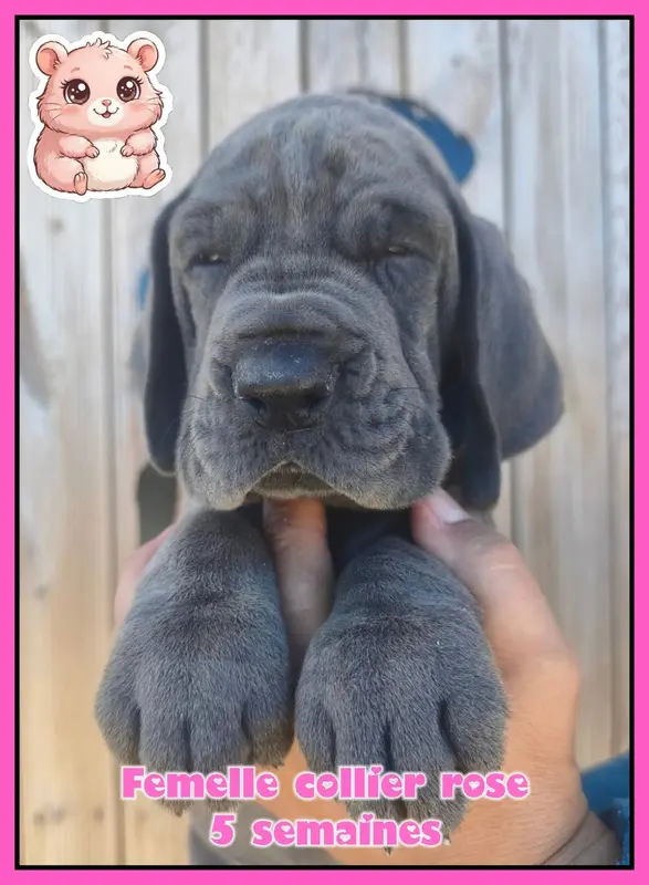 Portée de Dogue allemand, élevage De la Lande des Geants Bleus