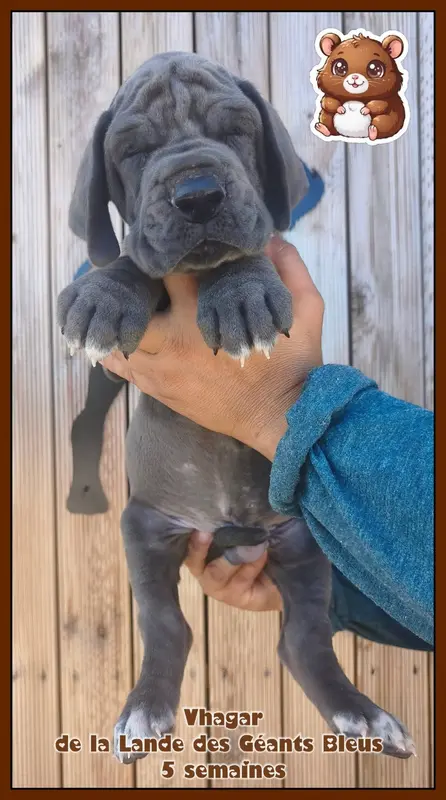 Portée de Dogue allemand, élevage De la Lande des Geants Bleus