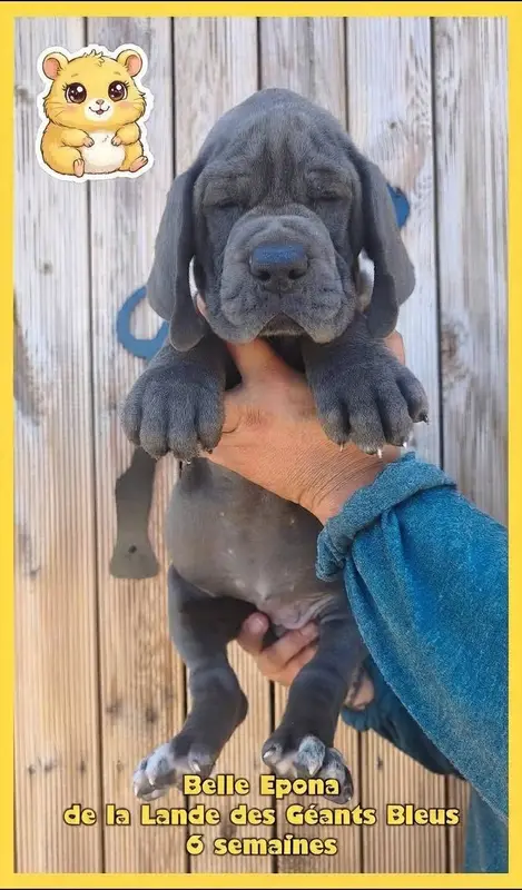 Portée de Dogue allemand, élevage De la Lande des Geants Bleus