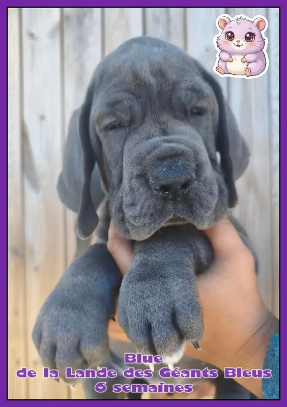 Portée de Dogue allemand, élevage De la Lande des Geants Bleus