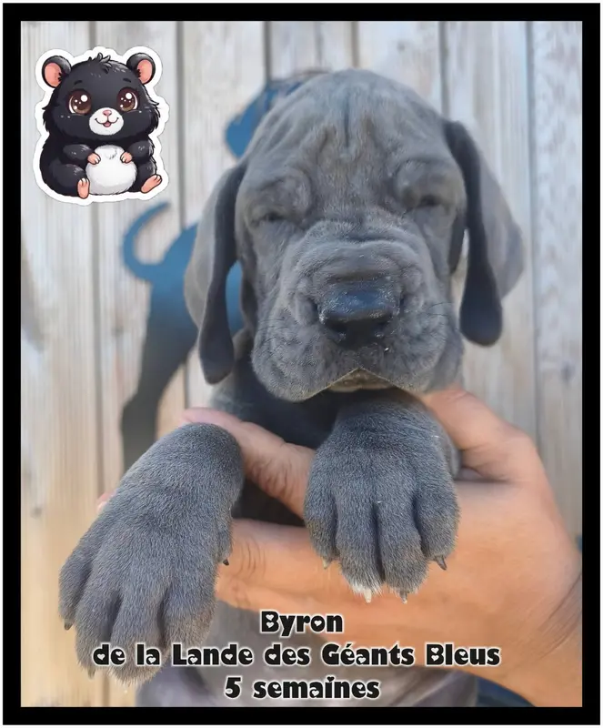 Byron, Dogue allemand, élevage De la Lande des Geants Bleus