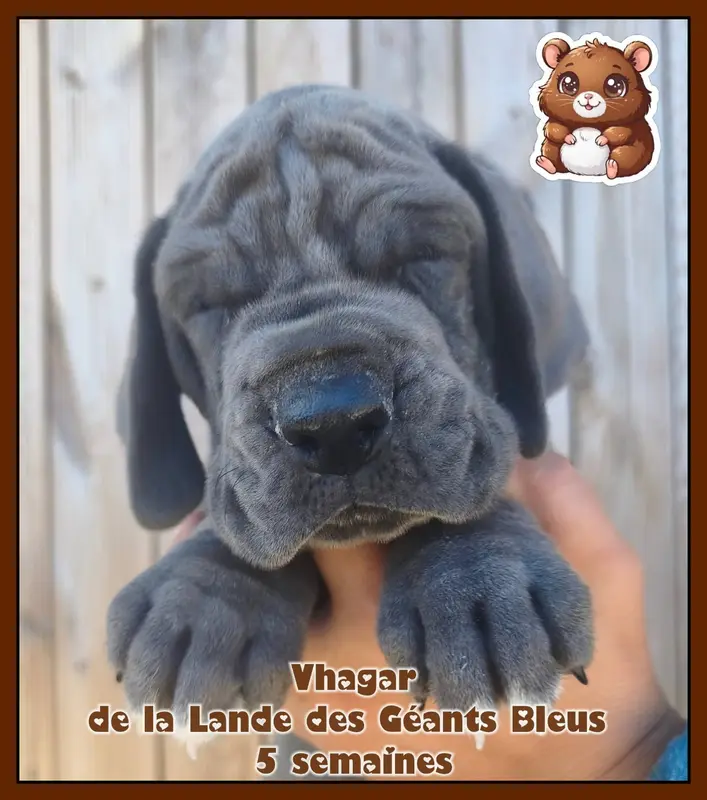 Portée de Dogue allemand, élevage De la Lande des Geants Bleus