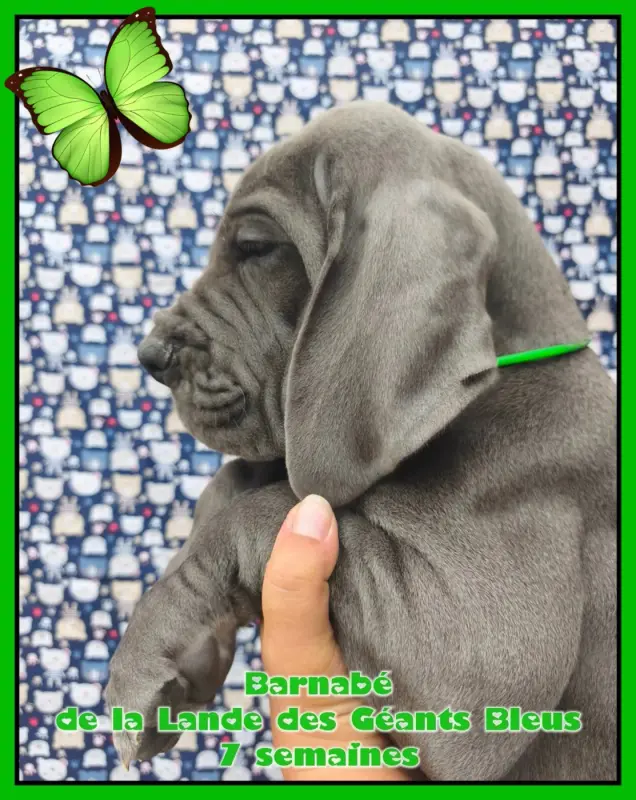 Portée de Dogue allemand, élevage De la Lande des Geants Bleus