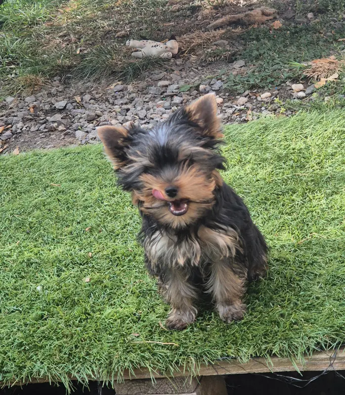 Portée de Yorkshire terrier, élevage De la Generade