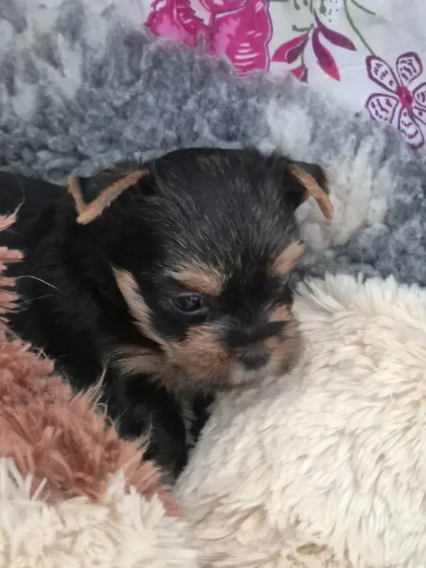 Portée de Yorkshire terrier, élevage De la Generade