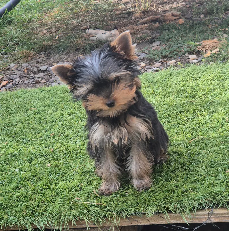 Portée de Yorkshire terrier, élevage De la Generade