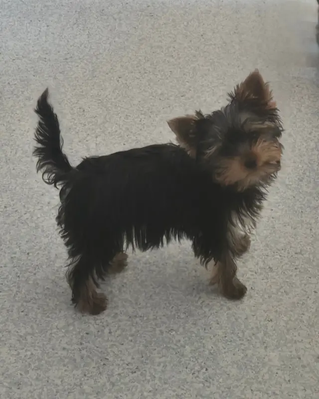 Portée de Yorkshire terrier, élevage De la Generade