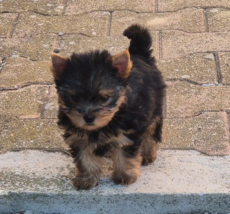 Portée de Yorkshire terrier, élevage De la Generade