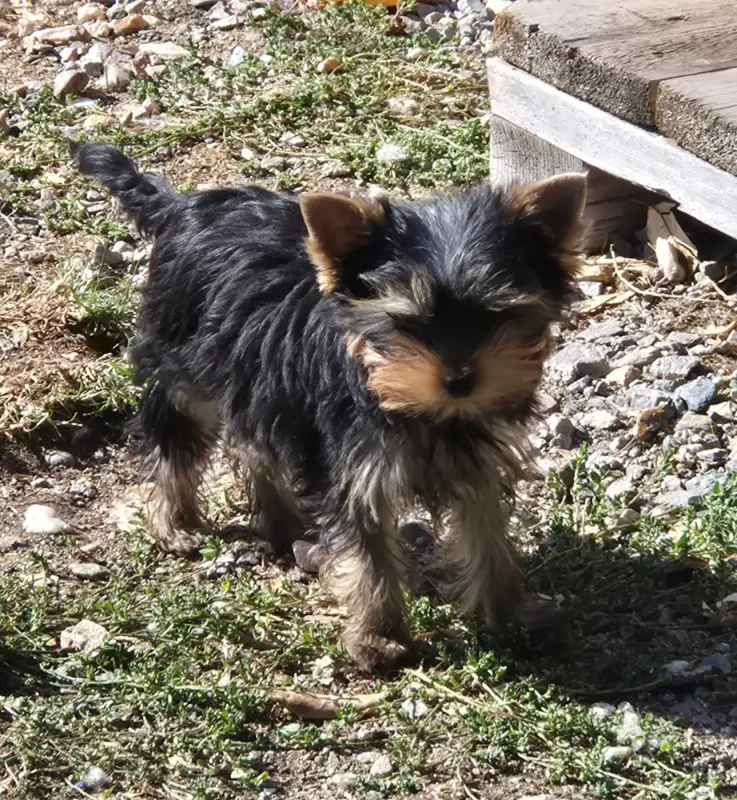Baron, Yorkshire terrier, élevage De la Generade
