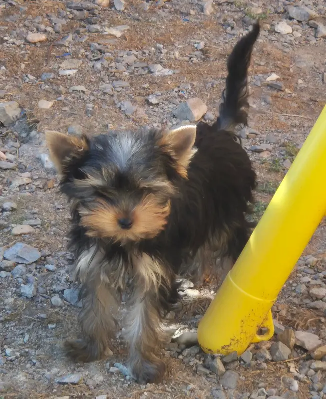 Portée de Yorkshire terrier, élevage De la Generade