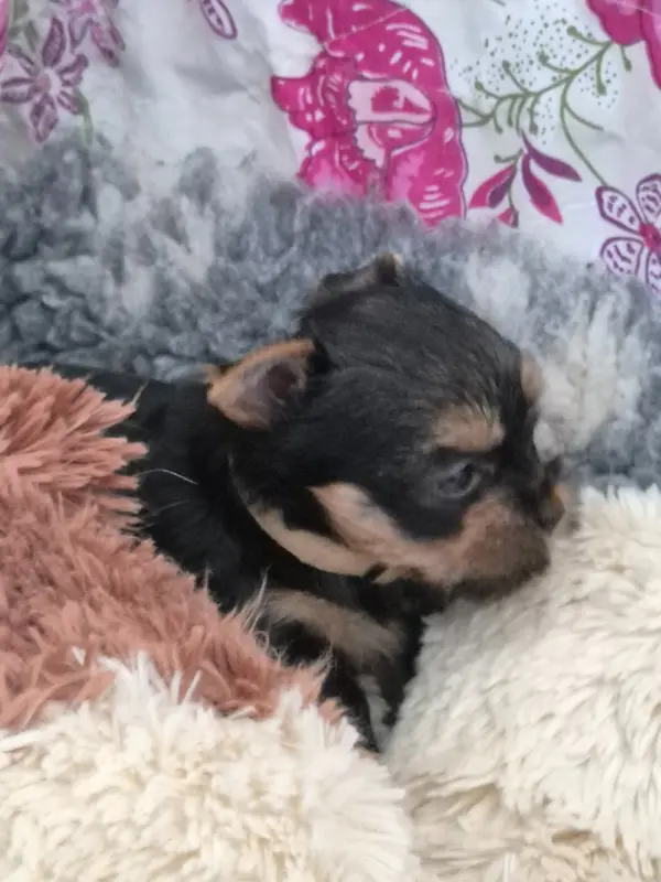 Portée de Yorkshire terrier, élevage De la Generade