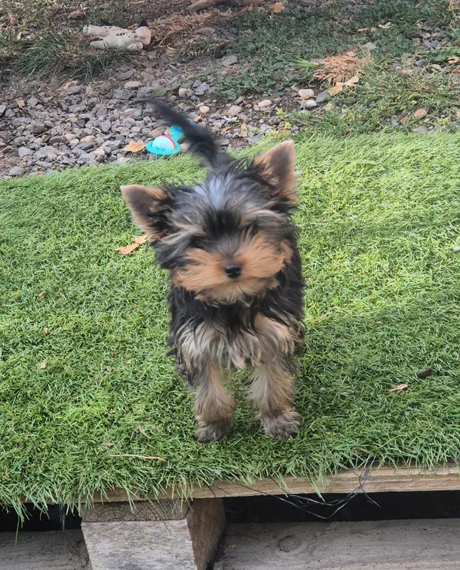 Portée de Yorkshire terrier, élevage De la Generade