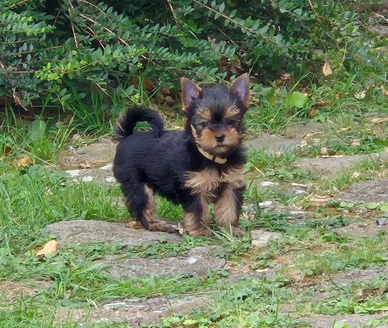 Portée de Yorkshire terrier, élevage De la Generade