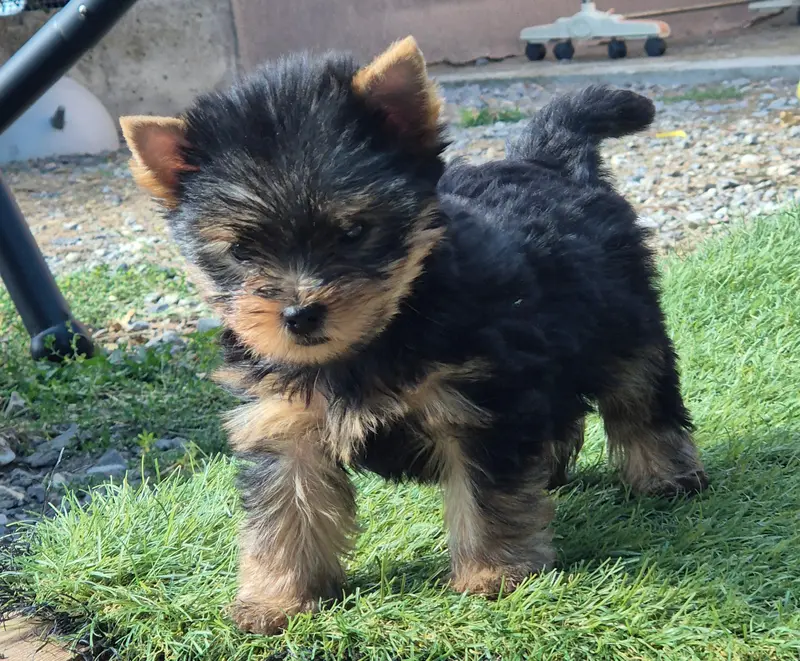 Femelle sans collier, Yorkshire terrier, élevage De la Generade