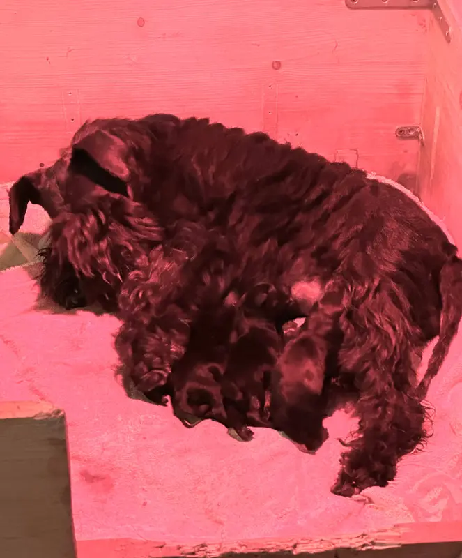 Portée de Schnauzer nain, élevage De Tierra Lemi