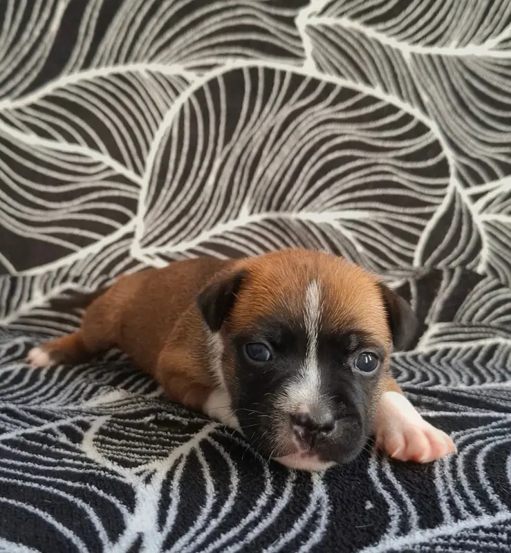Chiot, Staffordshire bull terrier, élevage Oogie Boogie