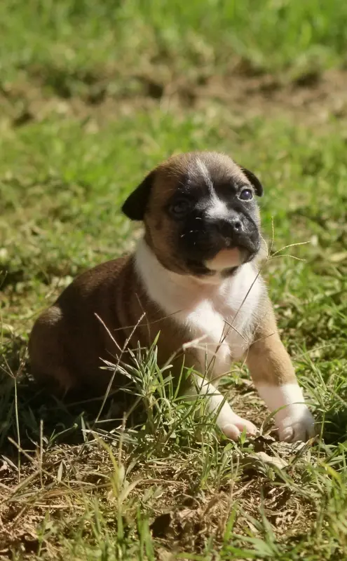 Portée de Staffordshire bull terrier, élevage Oogie Boogie