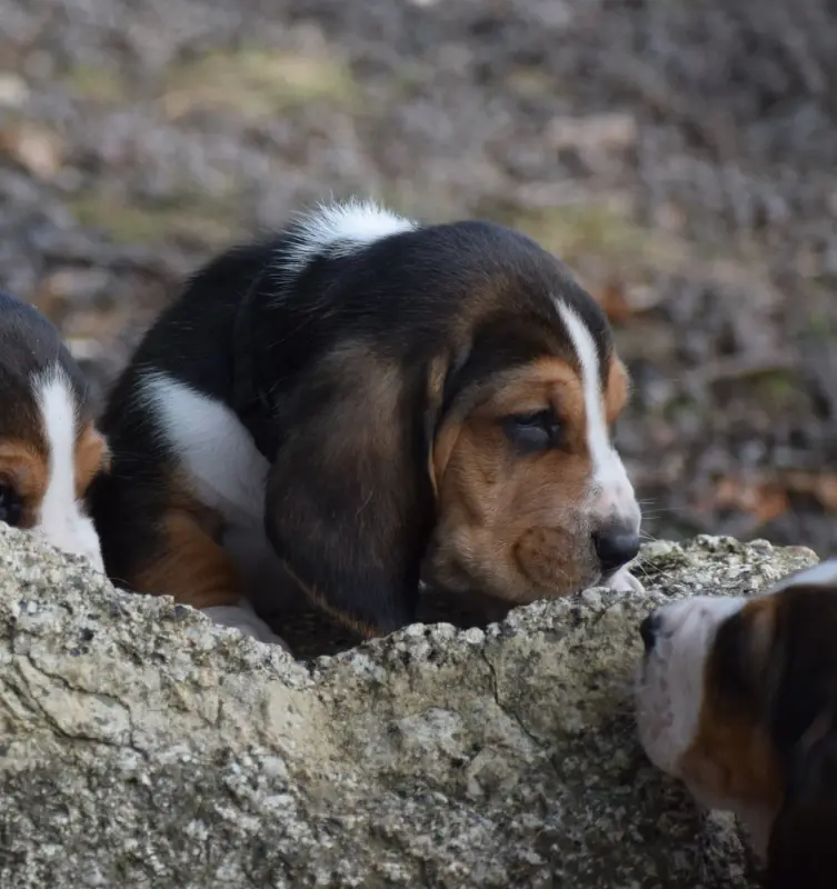 Portée de Basset hound, élevage Des Cotes de la Saunade