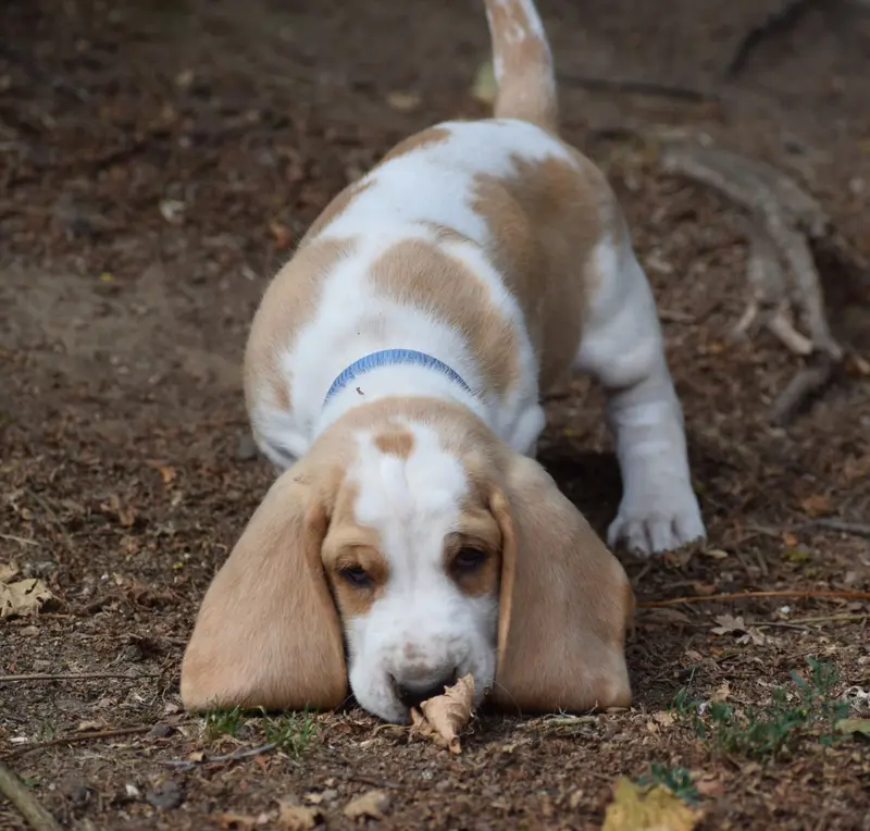 Mâle bicolore collier bleu, Basset hound, élevage Des Cotes de la Saunade