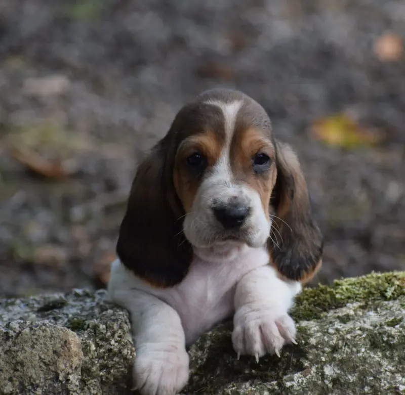 Femelle collier beige, Basset hound, élevage Des Cotes de la Saunade