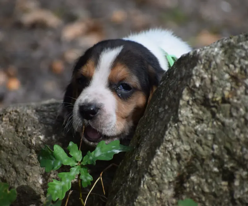Portée de Basset hound, élevage Des Cotes de la Saunade