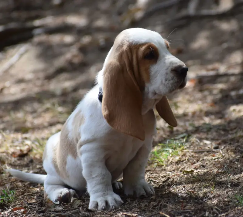 Mâle bicolore collier noir, Basset hound, élevage Des Cotes de la Saunade