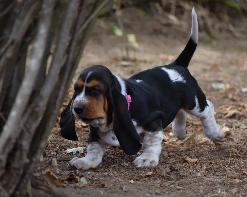 Femelle collier rose, Basset hound, élevage Des Cotes de la Saunade