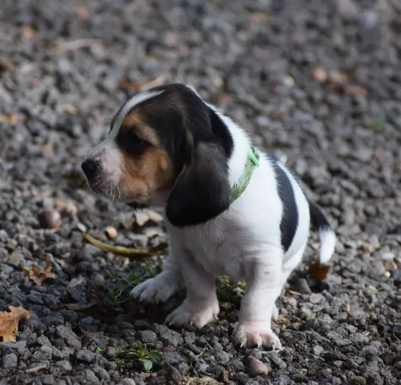 Portée de Basset hound, élevage Des Cotes de la Saunade
