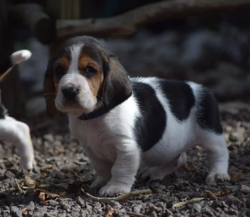 Mâle collier bleu, Basset hound, élevage Des Cotes de la Saunade