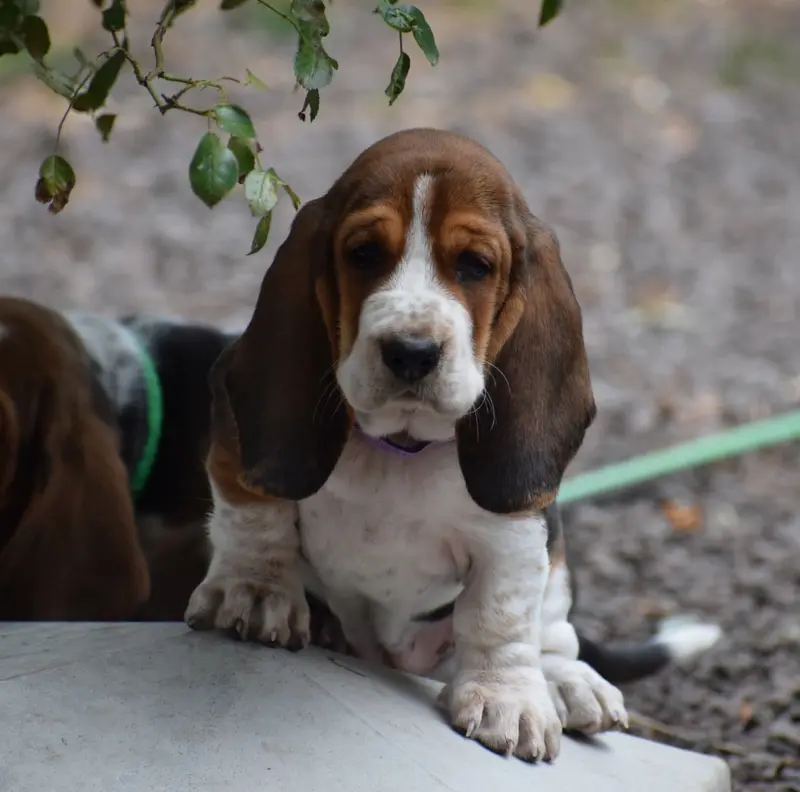 Femelle collier violet, Basset hound, élevage Des Cotes de la Saunade