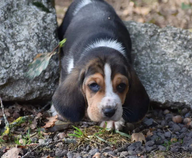 Portée de Basset hound, élevage Des Cotes de la Saunade