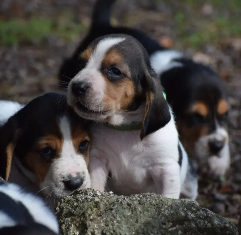 Portée de Basset hound, élevage Des Cotes de la Saunade