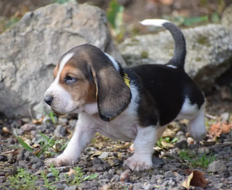 Femelle collier jaune, Basset hound, élevage Des Cotes de la Saunade