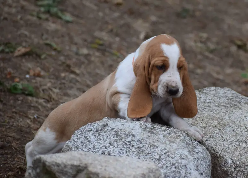 Femelle bicolore collier orange, Basset hound, élevage Des Cotes de la Saunade