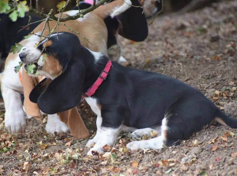 Femelle collier rose, Basset hound, élevage Des Cotes de la Saunade
